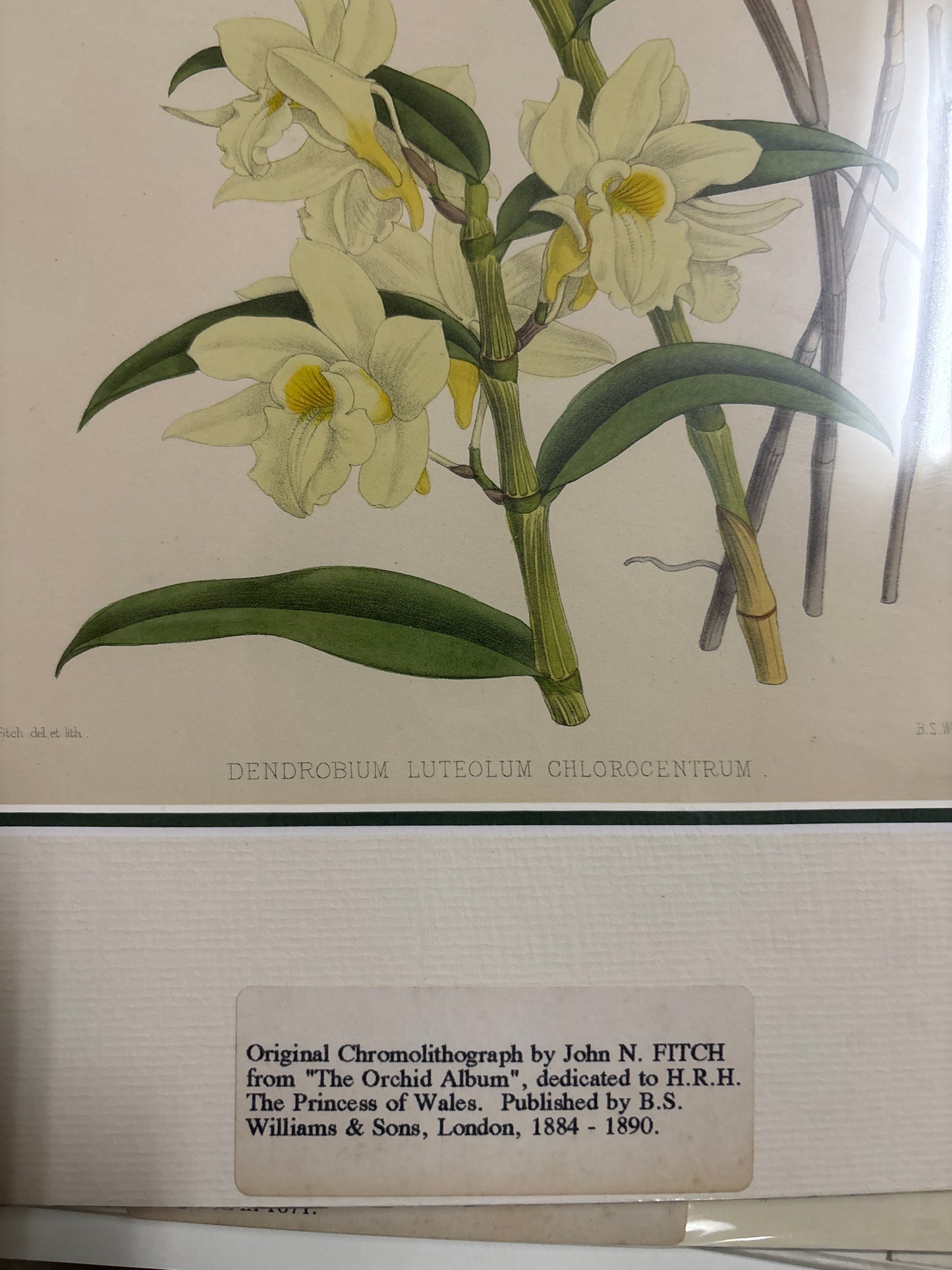 Dendrobium Luteolum Chlorocentrum - Fitch c.1884-1890