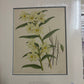 Dendrobium Luteolum Chlorocentrum - Fitch c.1884-1890