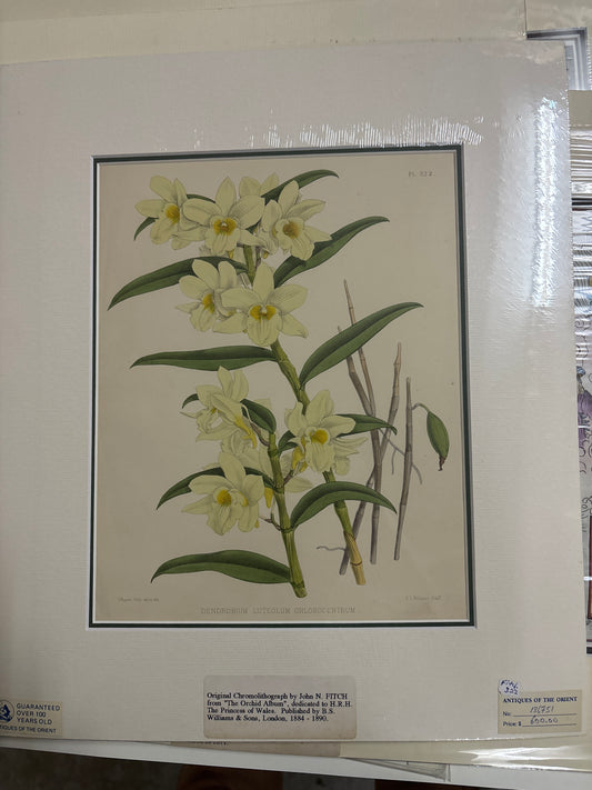 Dendrobium Luteolum Chlorocentrum - Fitch c.1884-1890