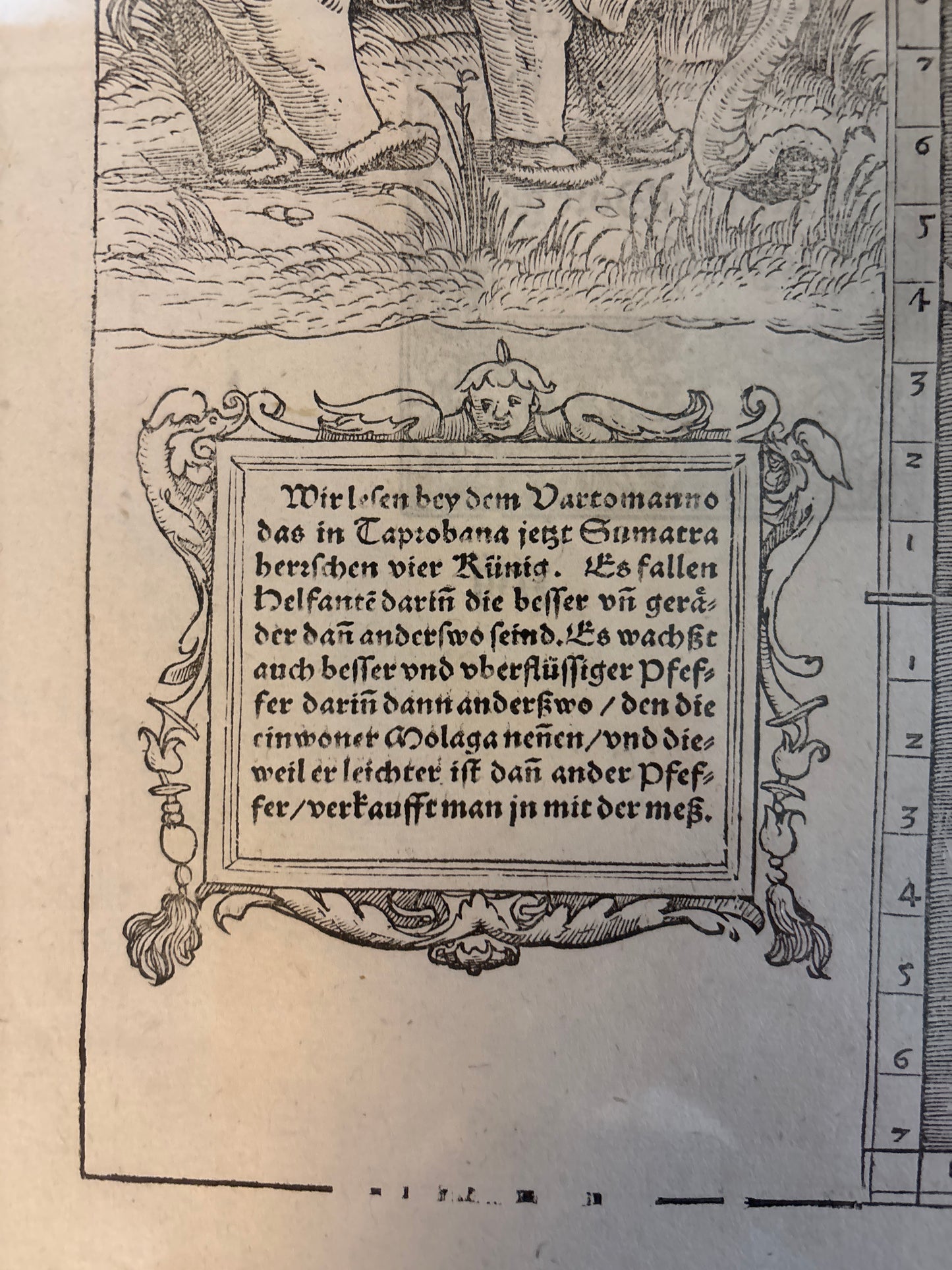 Sumatra - Munster c. 1540