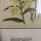 Dendrobium Luteolum Chlorocentrum - Fitch c.1884-1890