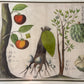 Persimmons and Custard Apples - Boym c.1656