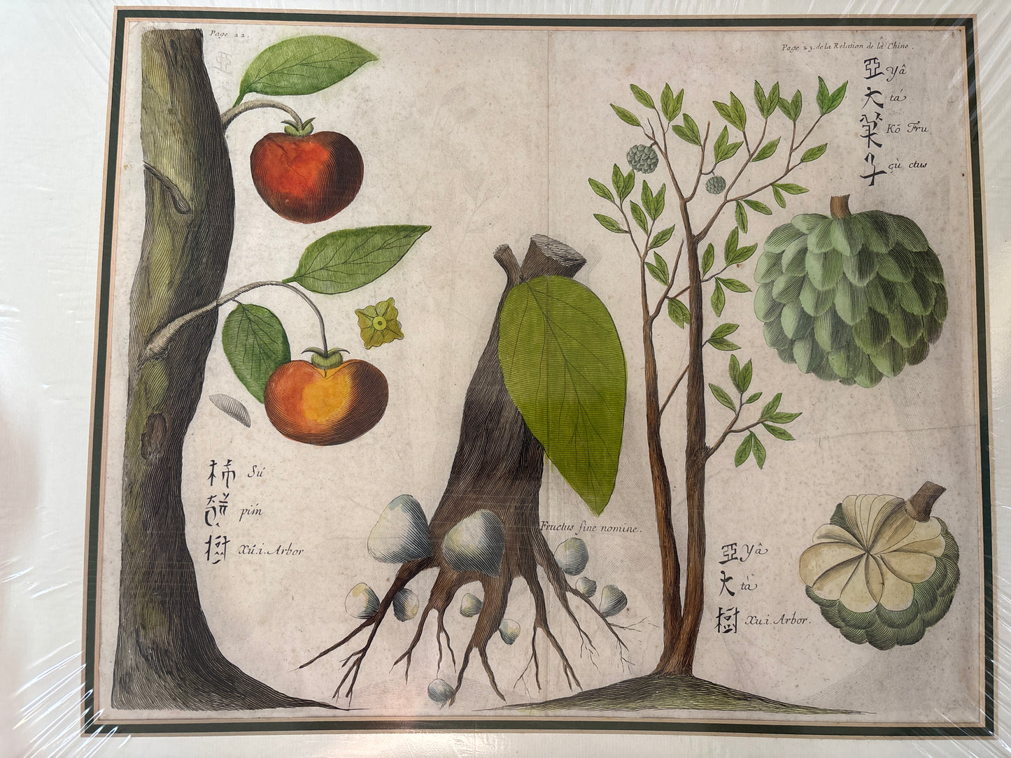 Persimmons and Custard Apples - Boym c.1656