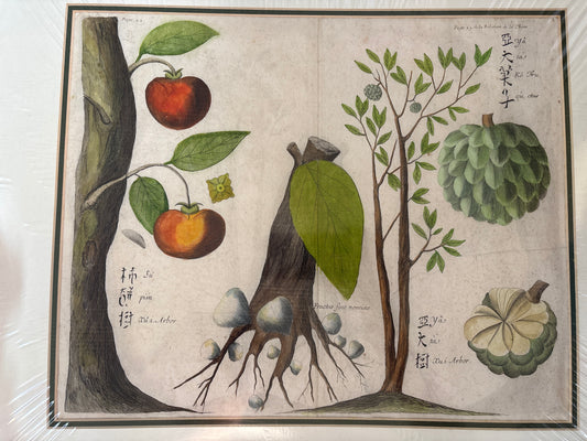 Persimmons and Custard Apples - Boym c.1656