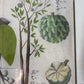 Persimmons and Custard Apples - Boym c.1656