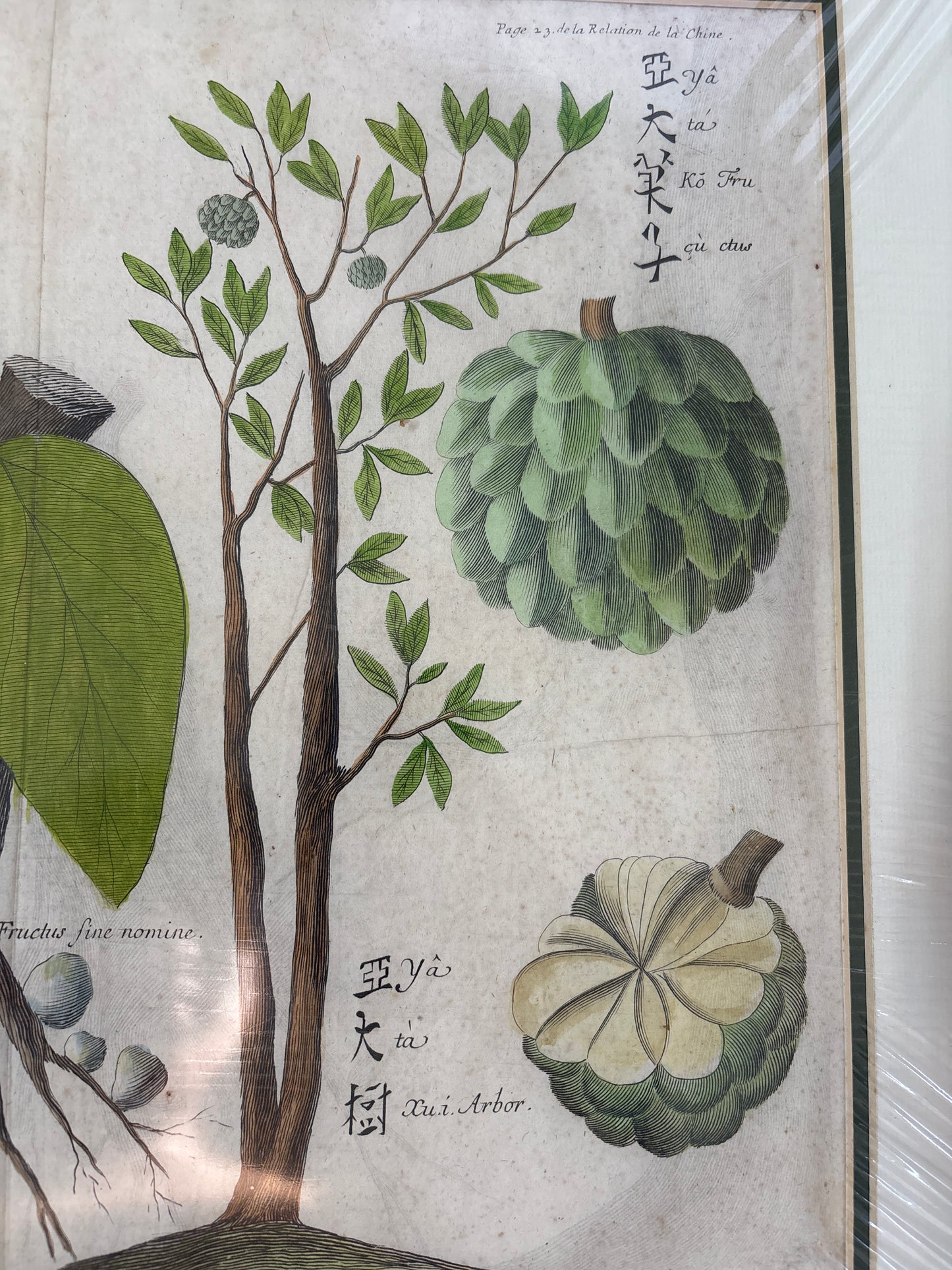 Persimmons and Custard Apples - Boym c.1656